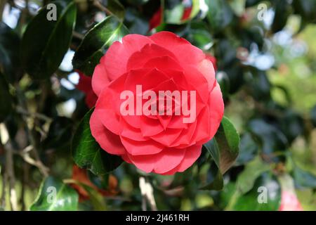 Rote Kamelie japonica ÔAnnaM.PageÕ in Blüte Stockfoto