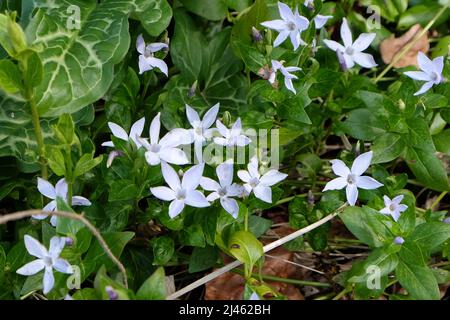 Kleine blaue Periwinkle in Blüte. Stockfoto