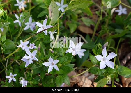 Kleine blaue Periwinkle in Blüte. Stockfoto