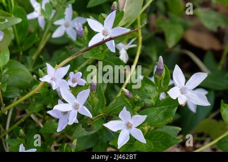 Kleine blaue Periwinkle in Blüte. Stockfoto
