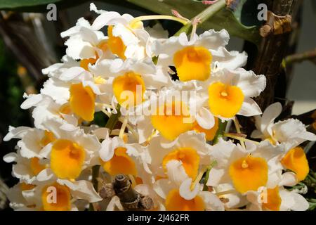 Dendrobium thyrsiflorum Rchb.f. Arten Orchidee in Blüte. Stockfoto