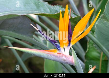 Strelitzia oder Paradiesvögel Blume. Stockfoto