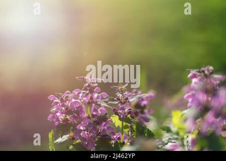 Schöne Katzenblüten, Nepeta x faasseni im Sonnenlicht. Frühlingshintergrund, selektiver Fokus. Stockfoto
