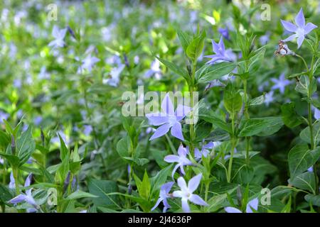 Blassviolette Periwinkle in Blüte. Stockfoto