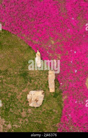 BINZHOU, CHINA - 12. APRIL 2022 - Rosenrote Nadelkopfhortensie blüht in Binzhou, der ostchinesischen Provinz Shandong, 12. April 2022. Stockfoto