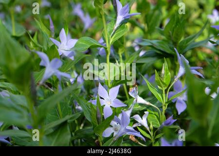 Blassviolette Periwinkle in Blüte. Stockfoto