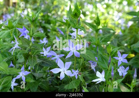 Blassviolette Periwinkle in Blüte. Stockfoto