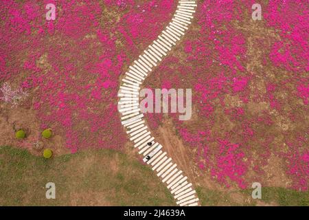 BINZHOU, CHINA - 12. APRIL 2022 - Rosenrote Nadelkopfhortensie blüht in Binzhou, der ostchinesischen Provinz Shandong, 12. April 2022. Stockfoto