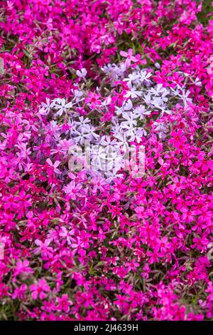 BINZHOU, CHINA - 12. APRIL 2022 - Rosenrote Nadelkopfhortensie blüht in Binzhou, der ostchinesischen Provinz Shandong, 12. April 2022. Stockfoto