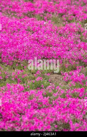 BINZHOU, CHINA - 12. APRIL 2022 - Rosenrote Nadelkopfhortensie blüht in Binzhou, der ostchinesischen Provinz Shandong, 12. April 2022. Stockfoto