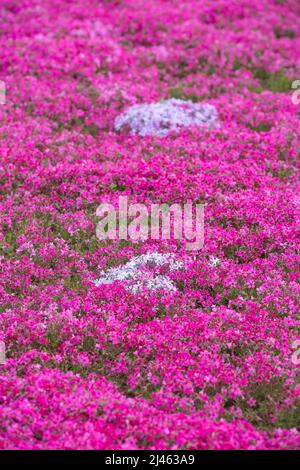 BINZHOU, CHINA - 12. APRIL 2022 - Rosenrote Nadelkopfhortensie blüht in Binzhou, der ostchinesischen Provinz Shandong, 12. April 2022. Stockfoto