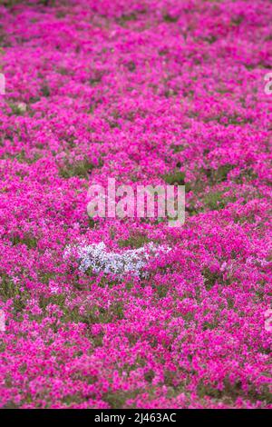 BINZHOU, CHINA - 12. APRIL 2022 - Rosenrote Nadelkopfhortensie blüht in Binzhou, der ostchinesischen Provinz Shandong, 12. April 2022. Stockfoto