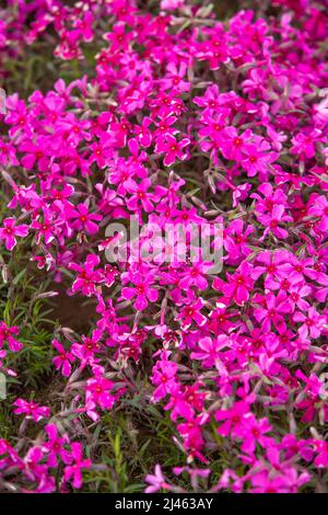 BINZHOU, CHINA - 12. APRIL 2022 - Rosenrote Nadelkopfhortensie blüht in Binzhou, der ostchinesischen Provinz Shandong, 12. April 2022. Stockfoto