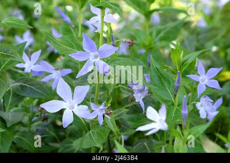Blassviolette Periwinkle in Blüte. Stockfoto