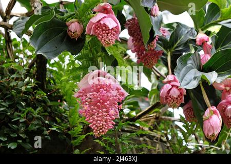 Rosa Medinilla magnifica Ôshowy medinillaÕ in Blüte Stockfoto