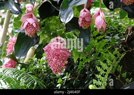 Rosa Medinilla magnifica Ôshowy medinillaÕ in Blüte Stockfoto