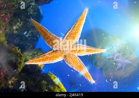 Seesterne aus der unteren Ansicht, Tentakeln stechen Zellen auf Glas Stockfoto