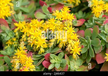 Sedum palmeri Ôsubsp. palmeri tetraploidÕ in Blüte Stockfoto