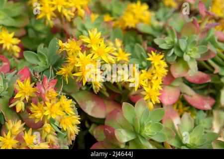 Sedum palmeri Ôsubsp. palmeri tetraploidÕ in Blüte Stockfoto