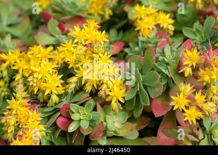 Sedum palmeri Ôsubsp. palmeri tetraploidÕ in Blüte Stockfoto