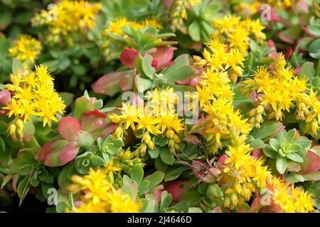 Sedum palmeri Ôsubsp. palmeri tetraploidÕ in Blüte Stockfoto