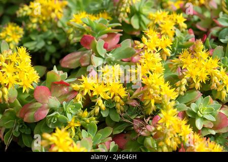 Sedum palmeri Ôsubsp. palmeri tetraploidÕ in Blüte Stockfoto