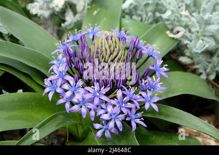 Lila Portugiesisch Squill in Blüte Stockfoto