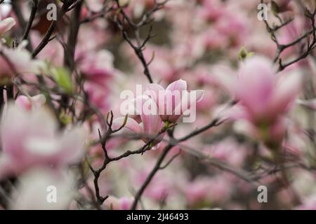Details zur geringen Schärfentiefe (selektiver Fokus) mit Knospen und Blüten eines Magnolienbaums im Frühjahr. Stockfoto