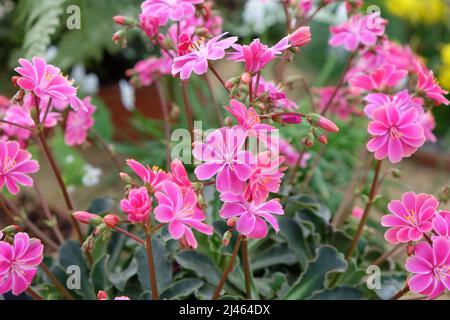 Rosa Lewisia cotyledon in Blüte Stockfoto