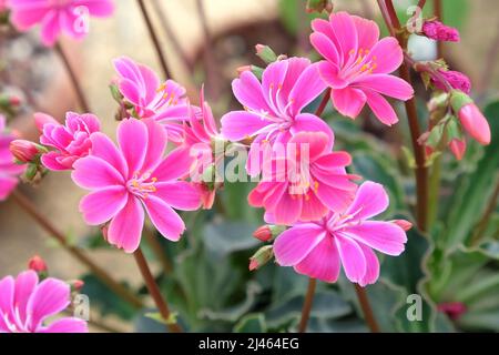 Rosa Lewisia cotyledon in Blüte Stockfoto