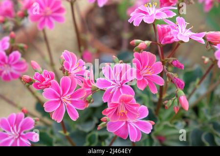 Rosa Lewisia cotyledon in Blüte Stockfoto