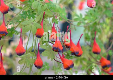 Zierliches Tropeolum tricolor in Blüte Stockfoto