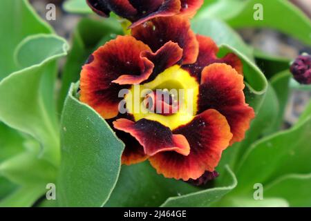 Primula Alpine Auricula 'Bilbo Baggins' in Blüte Stockfoto