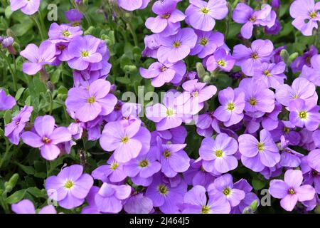 Purple Rock Cress in Blüte Stockfoto