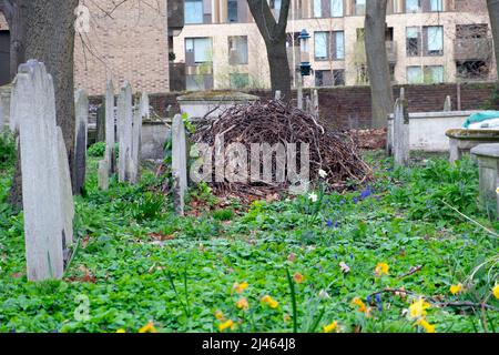 Haufen von Stöcken und Pinsel für den Lebensraum von Wildtieren im Garten mit Grabsteinen im Frühjahr auf dem Bunhill Fields Cemetery im April 2022 London Großbritannien KATHY DEWITT Stockfoto