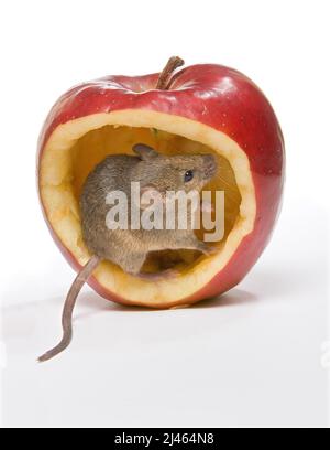 Kleine braune Maus, die in einem großen roten Apfel sitzt Stockfoto