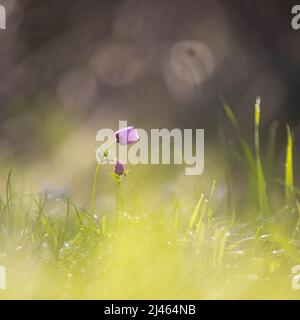 Selektiver Fokus auf ein Feld der violetten Anemone coronaria (Mohn Anemone). Fotografiert in Israel im Frühling Februar. Diese Wildblume kann in sever erscheinen Stockfoto