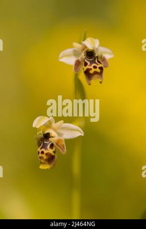 Ophrys wild Bee Orchid (Ophrys umbilicata) Bienenorchidee fotografiert in Israel im März Stockfoto