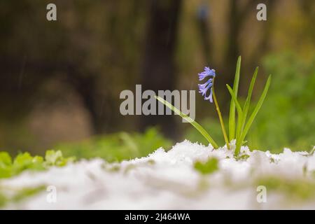 Blühend Wilde Purpurhyazinthe (Hyacinthus orientalis) die Garten-Hybriden werden als gewöhnliche Hyazinthe, Gartenhyazinthe oder niederländische Hyazinthe Photographe bezeichnet Stockfoto