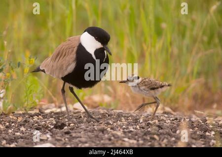 Erwachsener und Küken Sporn - winged Kiebitz oder Sporn - winged Plover (Vanellus Spinosus) in Israel im Frühjahr April fotografierte Stockfoto