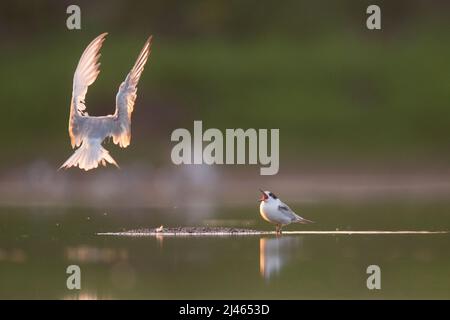 Seeschwalbe (Sterna hirundo) Erwachsener und junges Küken. Dieser Seevögelling kommt in den subarktischen Regionen Europas, Asiens und Mittelnordamerikas vor. IT-Migr Stockfoto