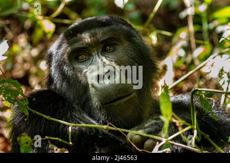 Berggorilla (Gorilla beringei beringei) fotografiert im Bwindi Impenetrable National Park (BINP) im Südwesten Ugandas, dem östlichen Gorilla Stockfoto