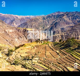 Terrassenförmige Felder im Colca Canyon bei Cabanaconde in der Region Arequipa in Peru Stockfoto