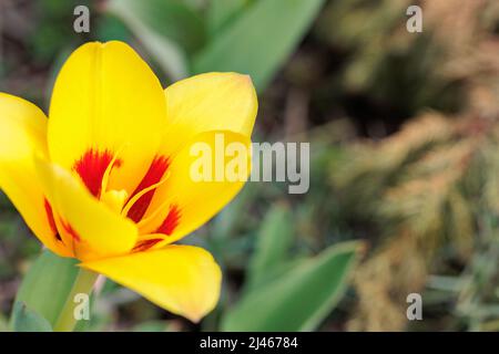 Eine kleine gelbe Tulpe blüht im Frühling Stockfoto