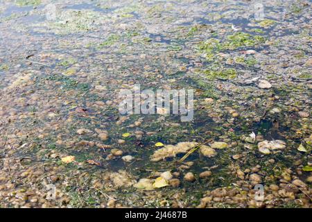 Der flache und blühende See ist mit Hausmüll übersät.Ökologische Katastrophe, das Konzept des Umweltschutzes. Stockfoto