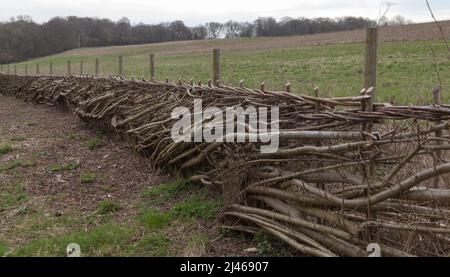 Heckenverlegung. Stockfoto