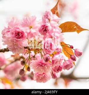 Greenwich, London, Großbritannien. 12. April 2022. Detailaufnahme. Jedes Jahr wird die Kirschblüte im Greenwich Park, allgemein bekannt als „Cherry Alley“, von Londonern und Touristen erwartet, die gerne die wunderschönen blühenden Bäume besuchen. Kredit: Imageplotter/Alamy Live Nachrichten Stockfoto