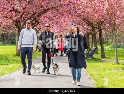 Greenwich, London, Großbritannien. 12. April 2022. Die Menschen sitzen und wandern zwischen den Bäumen herum. Jedes Jahr wird die Kirschblüte im Greenwich Park, allgemein bekannt als „Cherry Alley“, von Londonern und Touristen erwartet, die gerne die wunderschönen blühenden Bäume besuchen. Kredit: Imageplotter/Alamy Live Nachrichten Stockfoto