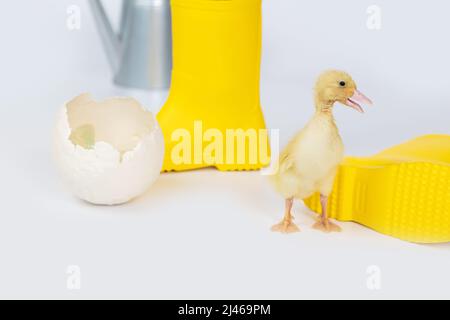 Kleines, gelbes, flauschiges Entlein neben einem zerbrochenen Ei auf weißem Grund Stockfoto