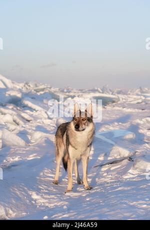 Helles Porträt eines Crossbreed-Hundes und Wolfes, der bei Sonnenuntergang im Schnee steht. Eis hummt auf dem Hintergrund. Schöner natürlicher Hintergrund. Stockfoto